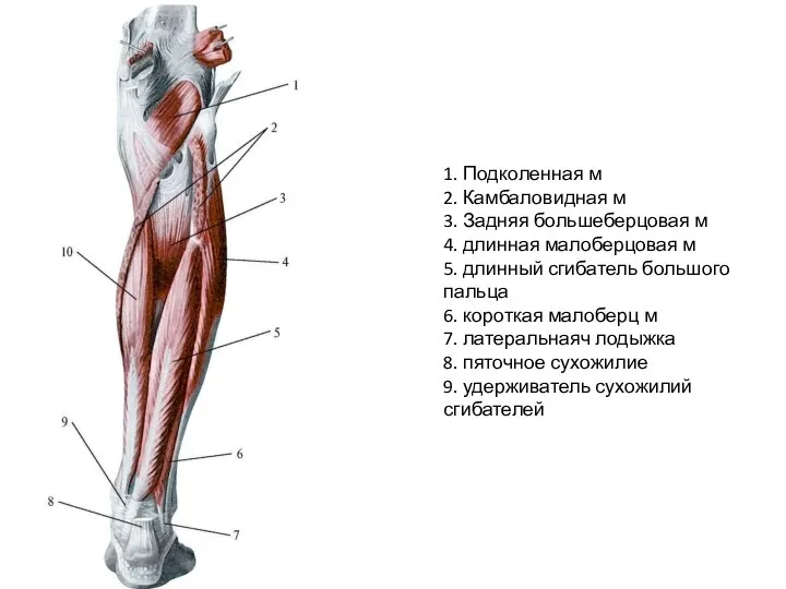 1. Подколенная м 2. Камбаловидная м 3. Задняя большеберцовая м 4. длинная