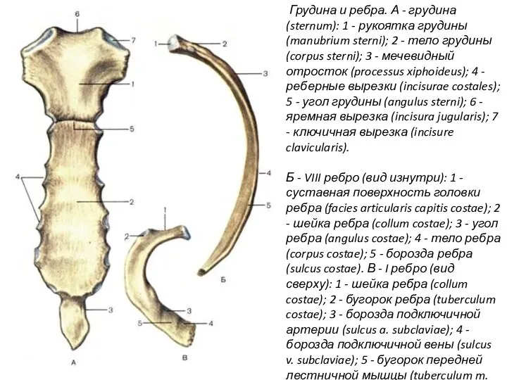 Грудина и ребра. А - грудина (sternum): 1 - рукоятка грудины (manubrium