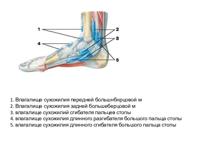 1. Влагалище сухожилия передней большнбнрцовой м 2. Влагалище сухожилия задней большеберцовой м