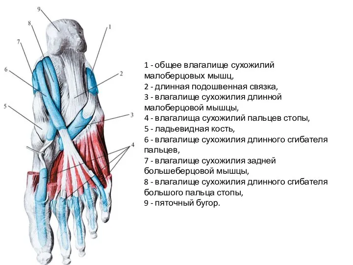 1 - общее влагалище сухожилий малоберцовых мышц, 2 - длинная подошвенная связка,