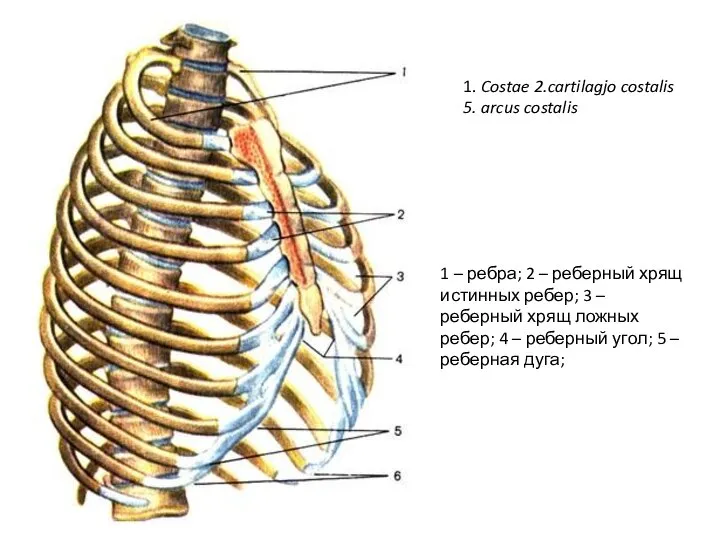 1 – ребра; 2 – реберный хрящ истинных ребер; 3 – реберный