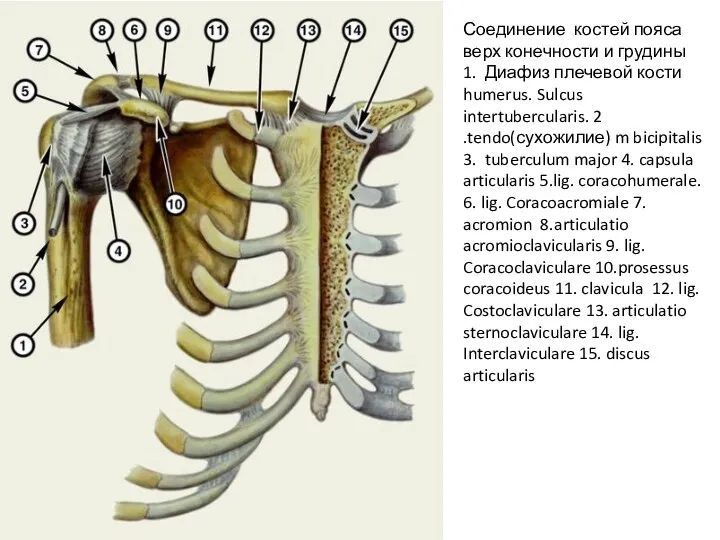 Соединение костей пояса верх конечности и грудины 1. Диафиз плечевой кости humerus.