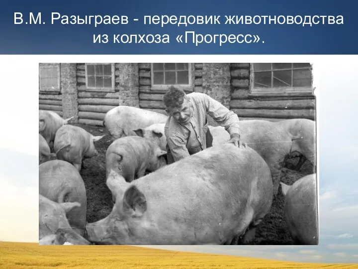 В.М. Разыграев - передовик животноводства из колхоза «Прогресс».