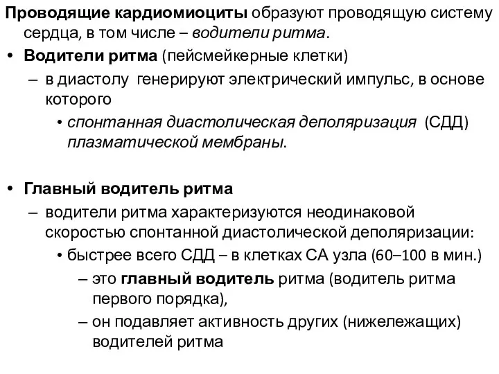 Проводящие кардиомиоциты образуют проводящую систему сердца, в том числе – водители ритма.