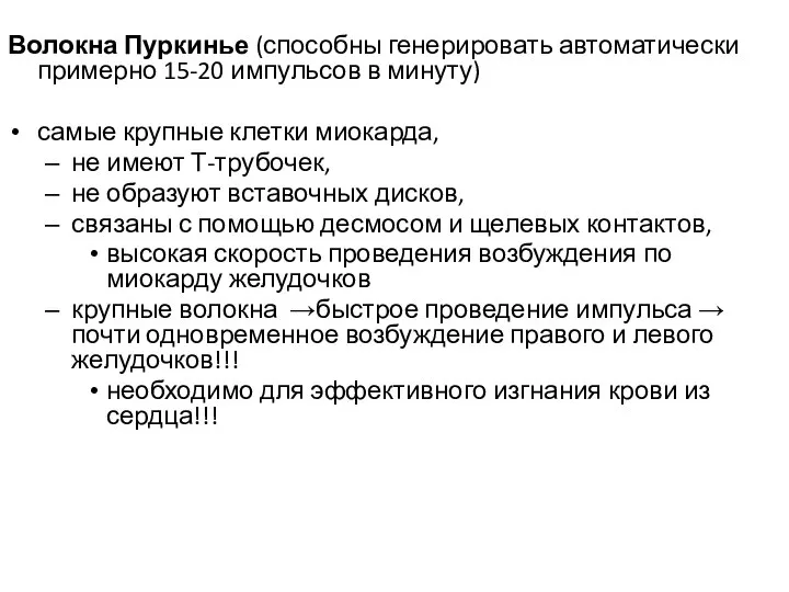 Волокна Пуркинье (способны генерировать автоматически примерно 15-20 импульсов в минуту) самые крупные