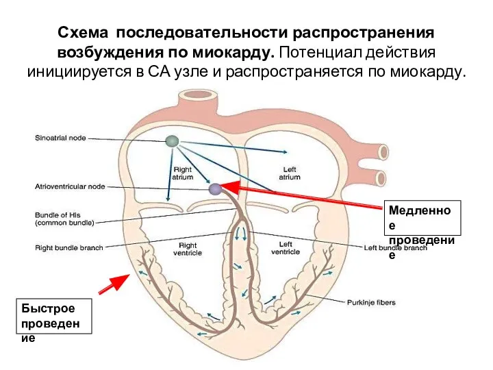 Схема последовательности распространения возбуждения по миокарду. Потенциал действия инициируется в СА узле