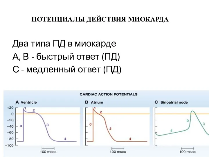 ПОТЕНЦИАЛЫ ДЕЙСТВИЯ МИОКАРДА Два типа ПД в миокарде А, В - быстрый