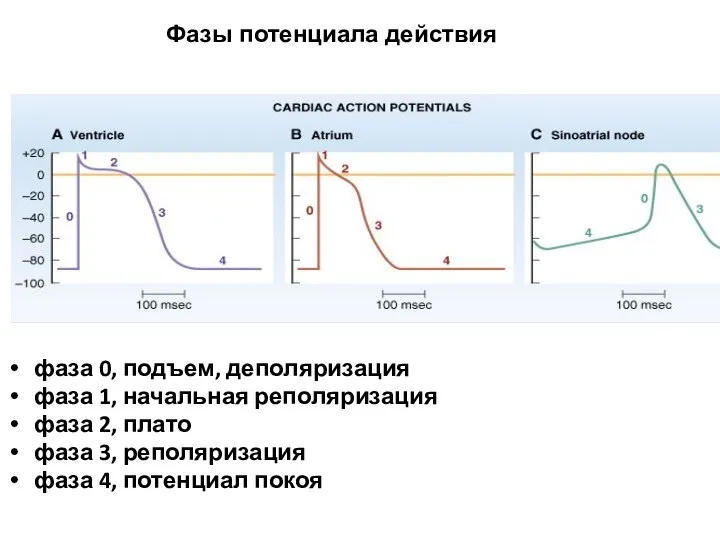 фаза 0, подъем, деполяризация фаза 1, начальная реполяризация фаза 2, плато фаза