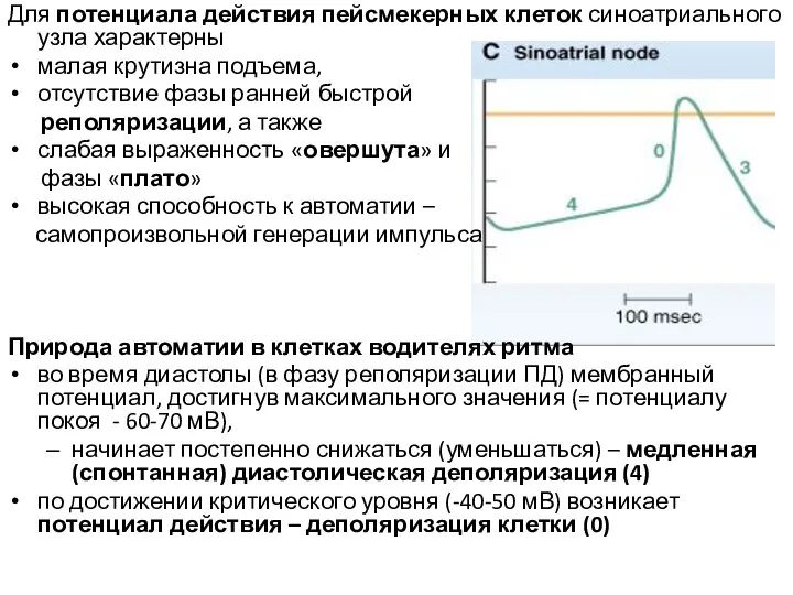 Для потенциала действия пейсмекерных клеток синоатриального узла характерны малая крутизна подъема, отсутствие