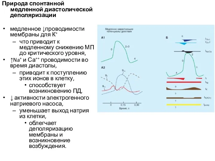 Природа спонтанной медленной диастолической деполяризации медленное ↓проводимости мембраны для К+ что приводит