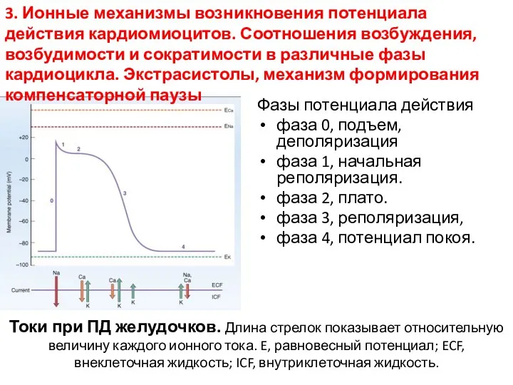 Токи при ПД желудочков. Длина стрелок показывает относительную величину каждого ионного тока.