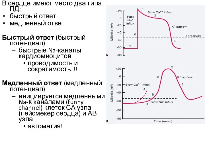В сердце имеют место два типа ПД: быстрый ответ медленный ответ Быстрый