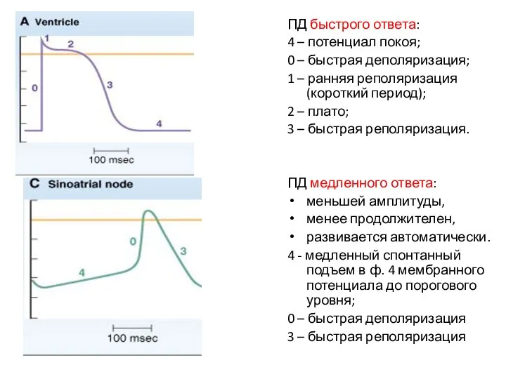 ПД быстрого ответа: 4 – потенциал покоя; 0 – быстрая деполяризация; 1