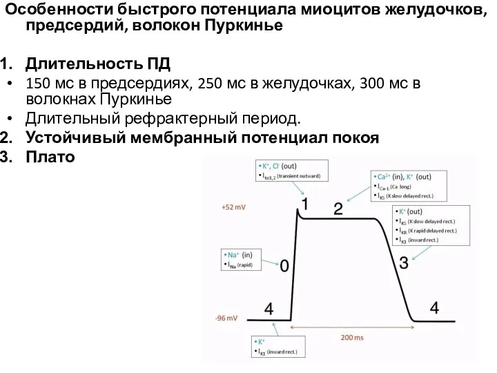 Особенности быстрого потенциала миоцитов желудочков, предсердий, волокон Пуркинье Длительность ПД 150 мс