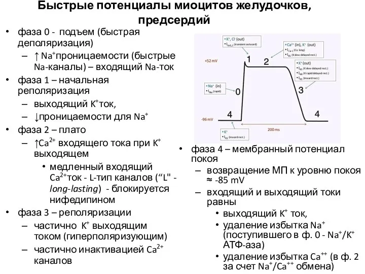 Быстрые потенциалы миоцитов желудочков, предсердий фаза 0 - подъем (быстрая деполяризация) ↑