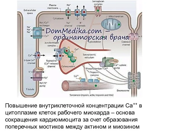 Повышение внутриклеточной концентрации Са++ в цитоплазме клеток рабочего миокарда – основа сокращения