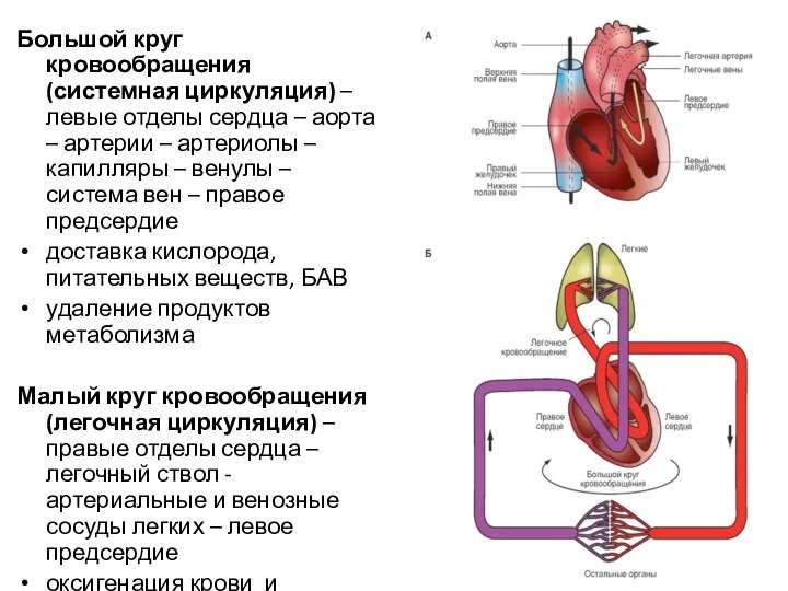 Большой круг кровообращения (системная циркуляция) – левые отделы сердца – аорта –