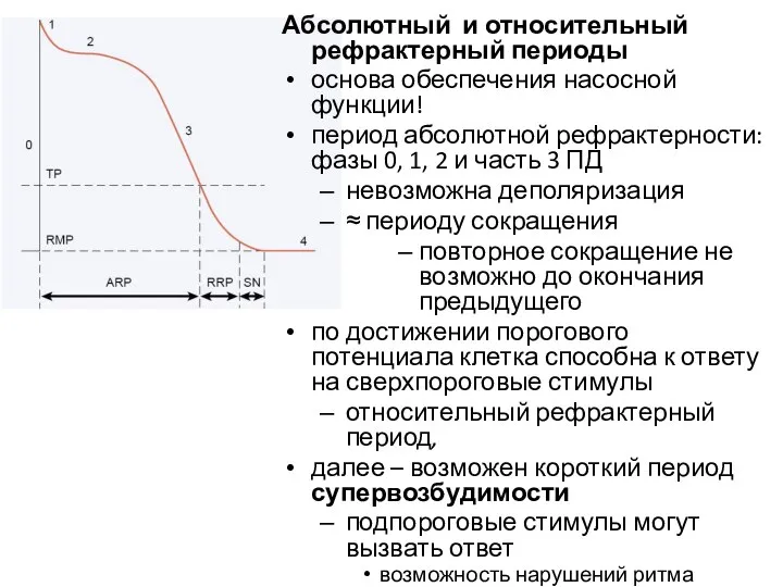 Абсолютный и относительный рефрактерный периоды основа обеспечения насосной функции! период абсолютной рефрактерности: