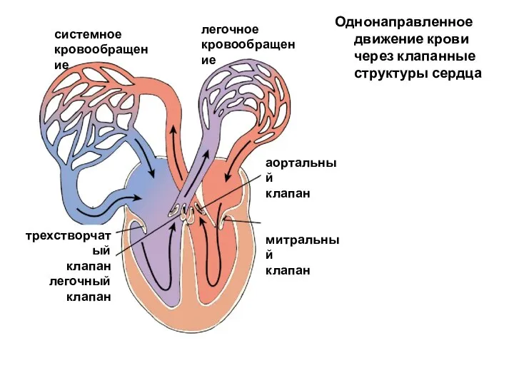 Однонаправленное движение крови через клапанные структуры сердца системное кровообращение легочное кровообращение трехстворчатый