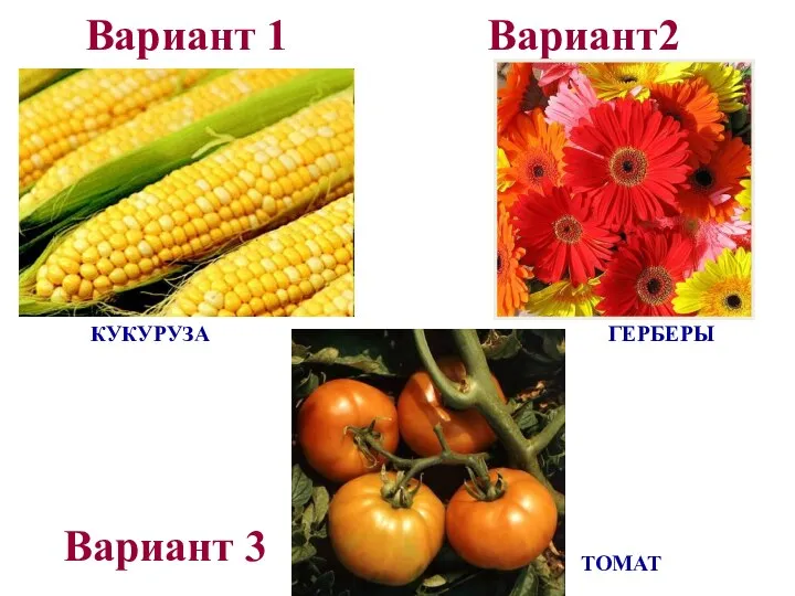 Вариант 1 Вариант2 ТОМАТ ГЕРБЕРЫ КУКУРУЗА Вариант 3