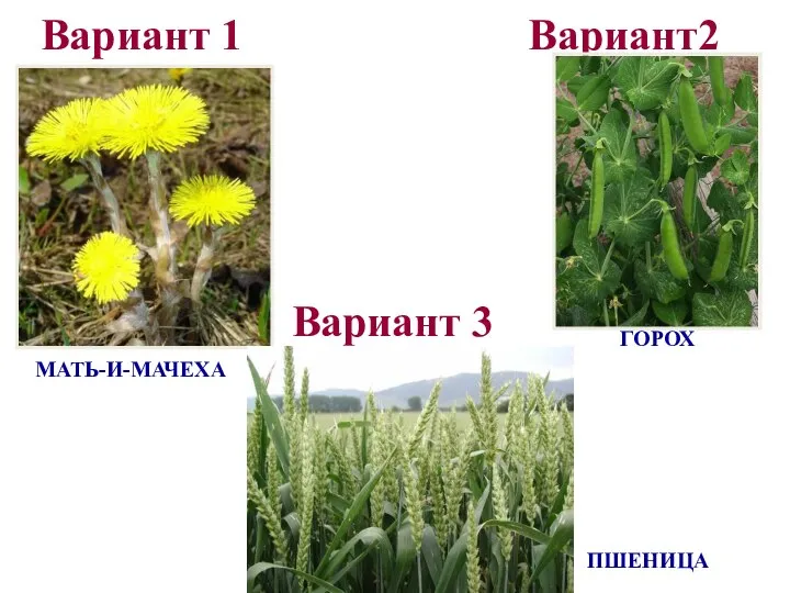 Вариант 1 Вариант2 ПШЕНИЦА ГОРОХ МАТЬ-И-МАЧЕХА Вариант 3