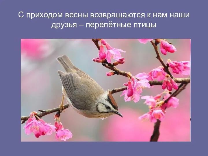 С приходом весны возвращаются к нам наши друзья – перелётные птицы