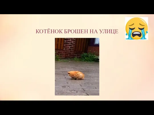 КОТЁНОК БРОШЕН НА УЛИЦЕ