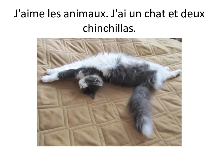 J'aime les animaux. J'ai un chat et deux chinchillas.