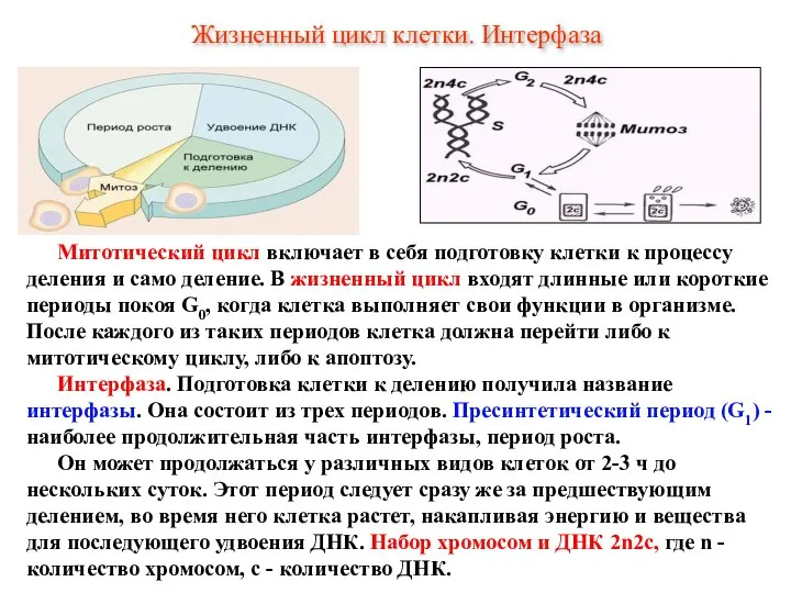 Митотический цикл включает в себя подготовку клетки к процессу деления и само