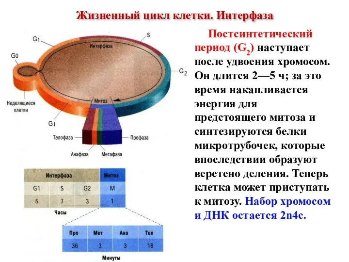 Постсинтетический период (G2) наступает после удвоения хромосом. Он длится 2—5 ч; за