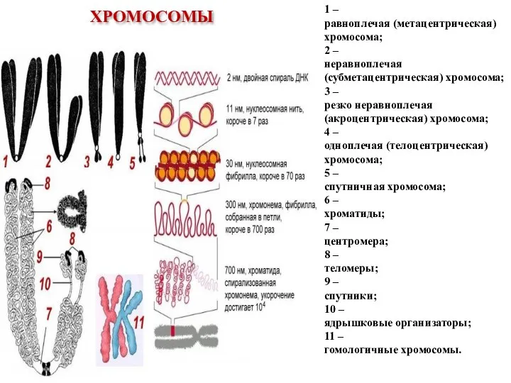 ХРОМОСОМЫ 1 – равноплечая (метацентрическая) хромосома; 2 – неравноплечая (субметацентрическая) хромосома; 3