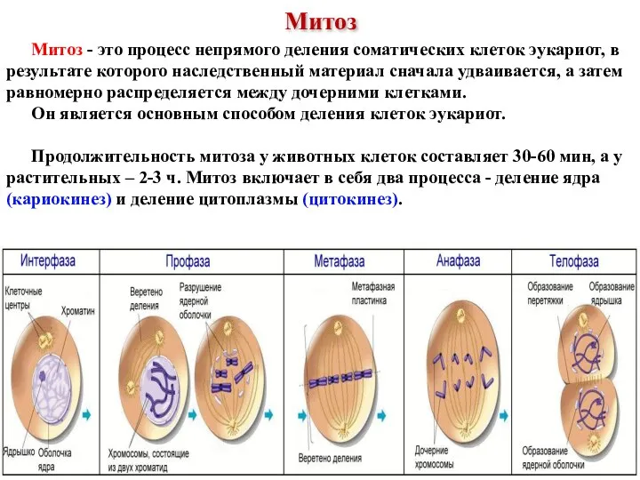 Митоз - это процесс непрямого деления соматических клеток эукариот, в результате которого