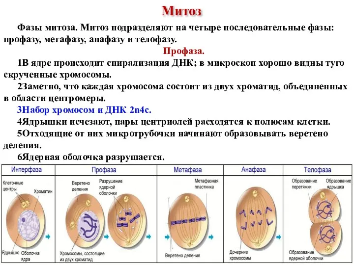 Фазы митоза. Митоз подразделяют на четыре последовательные фазы: профазу, метафазу, анафазу и