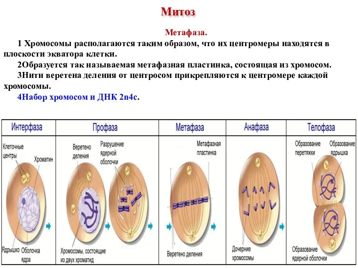 Метафаза. 1 Хромосомы располагаются таким образом, что их центромеры находятся в плоскости