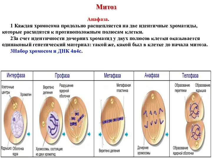 Анафаза. 1 Каждая хромосома продольно расщепляется на две идентичные хроматиды, которые расходятся