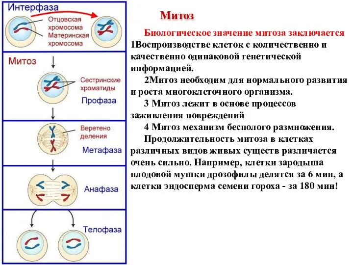 Биологическое значение митоза заключается 1Воспроизводстве клеток с количественно и качественно одинаковой генетической