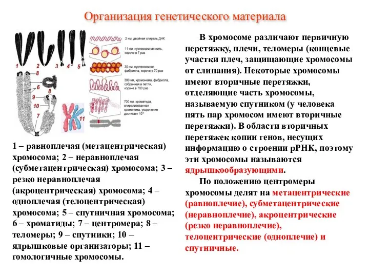 В хромосоме различают первичную перетяжку, плечи, теломеры (концевые участки плеч, защищающие хромосомы