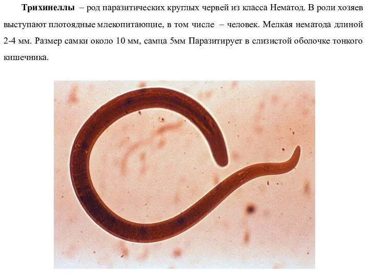 Трихинеллы – род паразитических круглых червей из класса Нематод. В роли хозяев