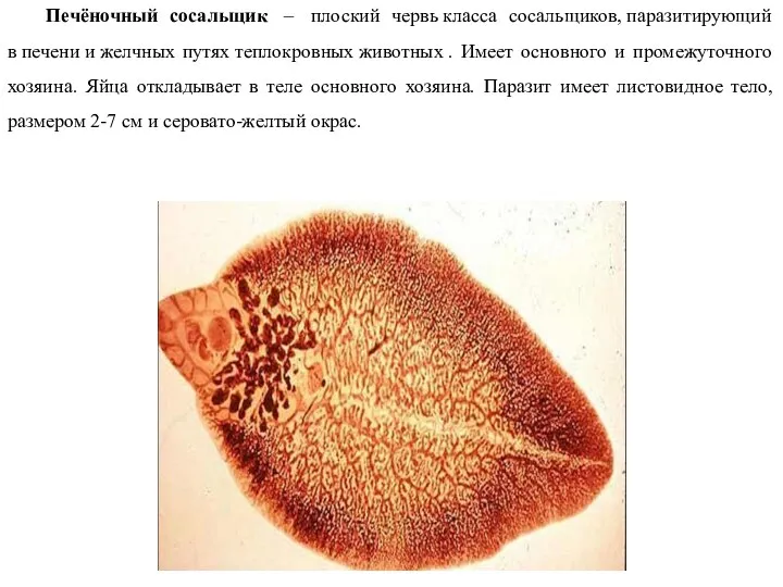 Печёночный сосальщик – плоский червь класса сосальщиков, паразитирующий в печени и желчных