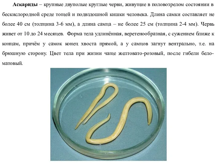 Аскариды – крупные двуполые круглые черви, живущие в половозрелом состоянии в бескислородной