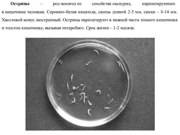 Острицы – род нематод из семейства оксиурид, паразитирующих в кишечнике человека. Серовато-белая