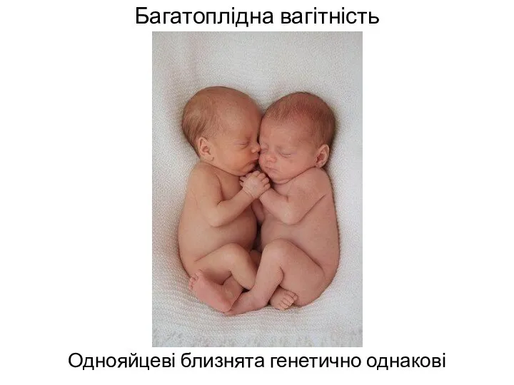 Багатоплідна вагітність Однояйцеві близнята генетично однакові