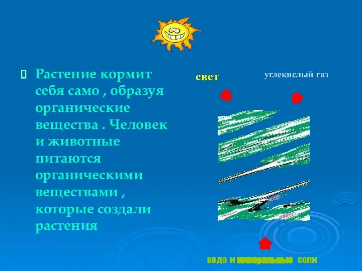 Растение кормит себя само , образуя органические вещества . Человек и животные