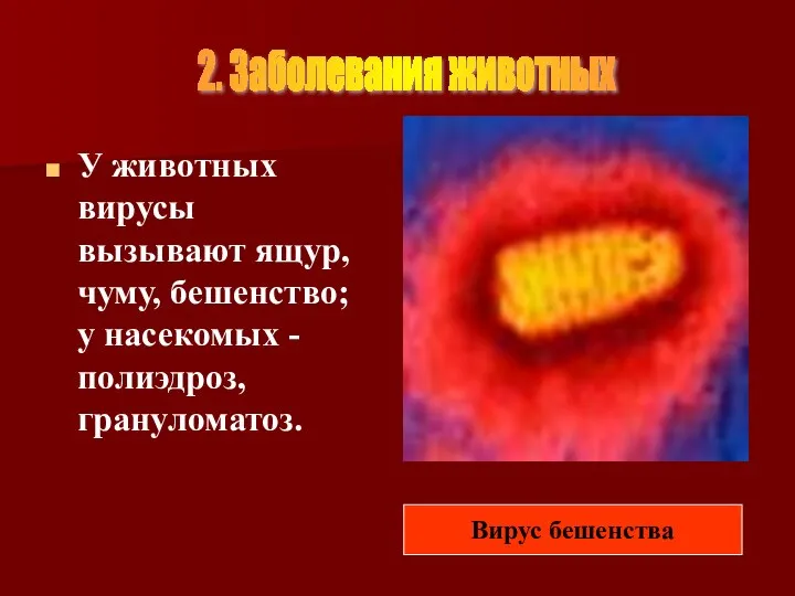 У животных вирусы вызывают ящур, чуму, бешенство; у насекомых - полиэдроз, грануломатоз.