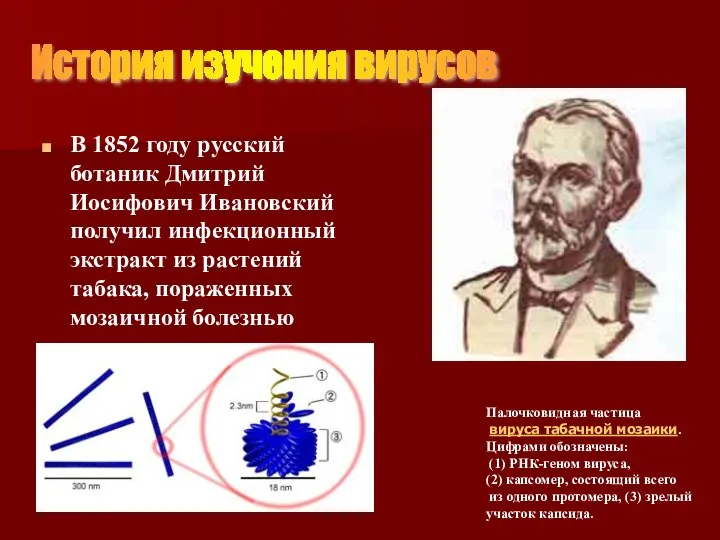 В 1852 году русский ботаник Дмитрий Иосифович Ивановский получил инфекционный экстракт из