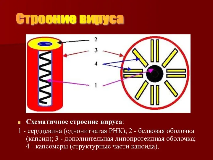 Схематичное строение вируса: 1 - сердцевина (однонитчатая РНК); 2 - белковая оболочка