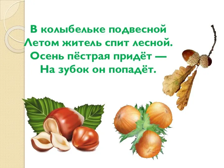 В колыбельке подвесной Летом житель спит лесной. Осень пёстрая придёт — На зубок он попадёт.