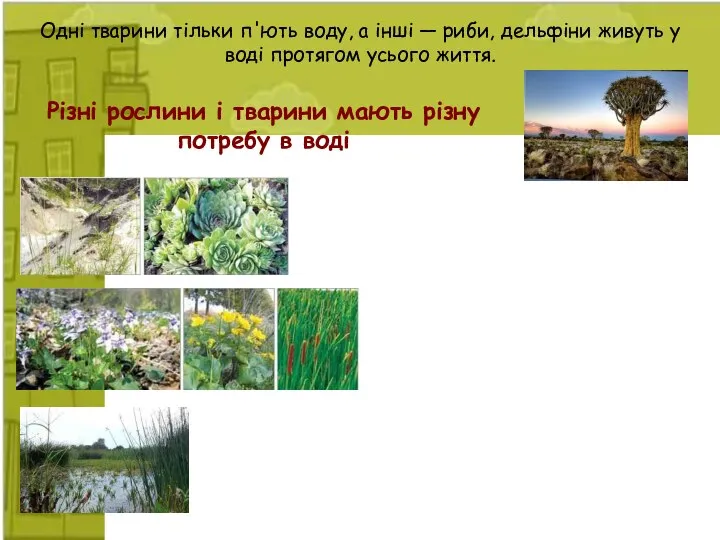 Одні тварини тільки п'ють воду, а інші — риби, дельфіни живуть у