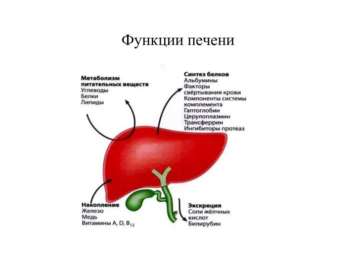 Функции печени