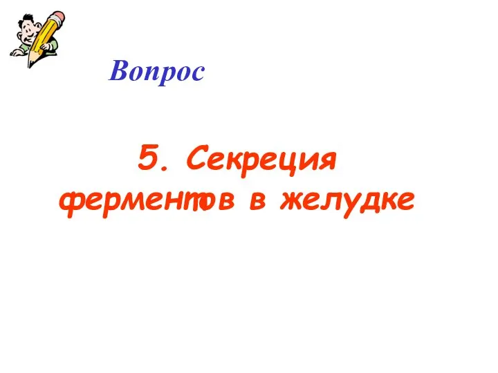 Вопрос 5. Секреция ферментов в желудке